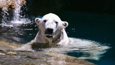 地球温暖化により共食いをしているホッキョクグマが増加 I Am Vegan