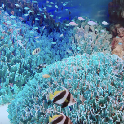 サンゴ礁、魚、海