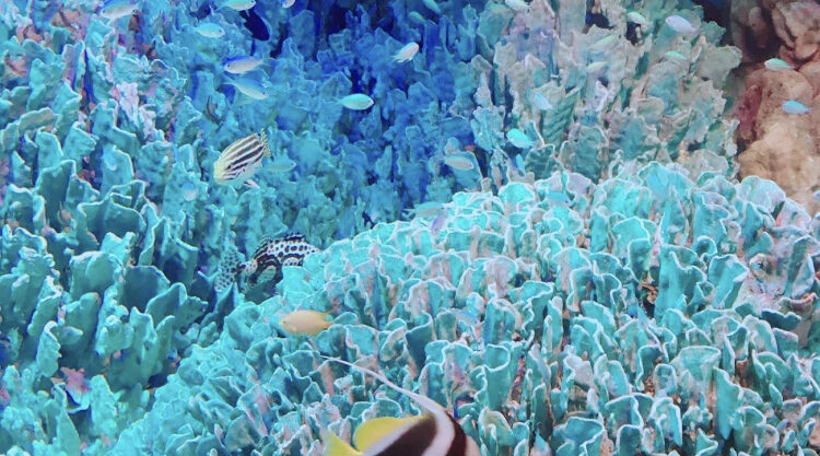 サンゴ礁、魚、海
