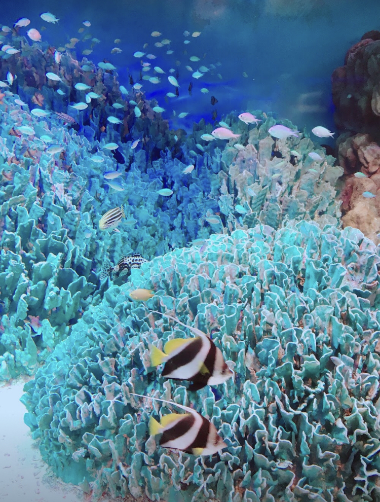 サンゴ礁、魚、海
