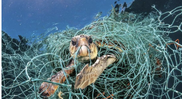 魚を食べると海の環境問題がおきる I Am Vegan