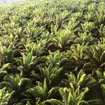 アブラヤシの森、パームオイル