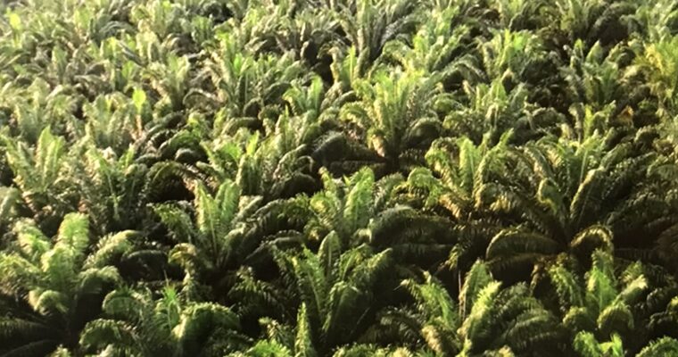 アブラヤシの森、パームオイル