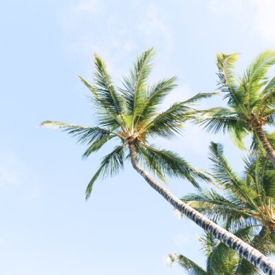 ヤシの木、空