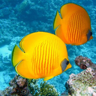 魚