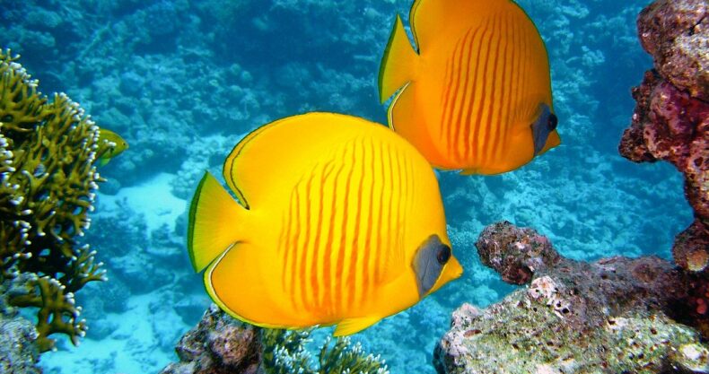 魚