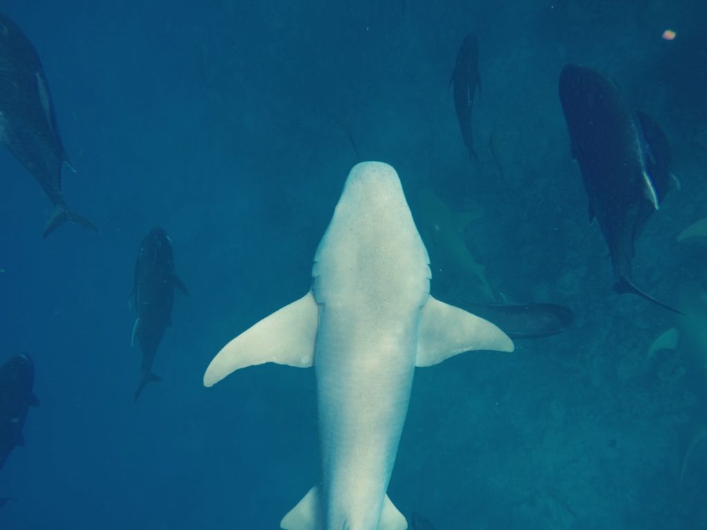 捕鯨、クジラ